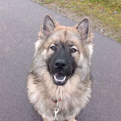 Hundetreffen-Gemeinsame Spaziergänge-Bild