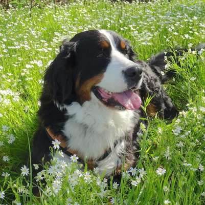 Die Dogorama Monats Challenge "Es grünt und blüht"-Beitrag-Bild