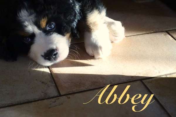 Welpen Bilder !-Beitrag-Bild