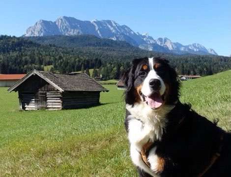 Hunde blogger-Beitrag-Bild