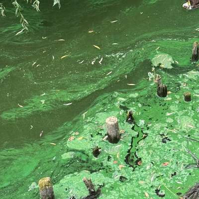 Giftköder-Mögliche Blaualgen-Bild