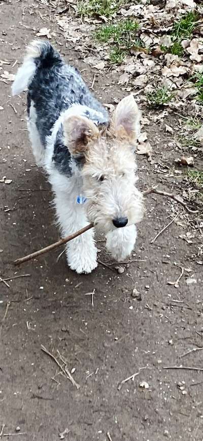 Hundetreffen-Gassirunde mit Spielen-Bild