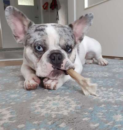 Dogorama Photo Challenge - Hundeblick zum hinschmelzen-Beitrag-Bild