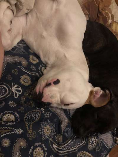 98.Fotochallange  - Hunde zeigen Zuneigung-Beitrag-Bild