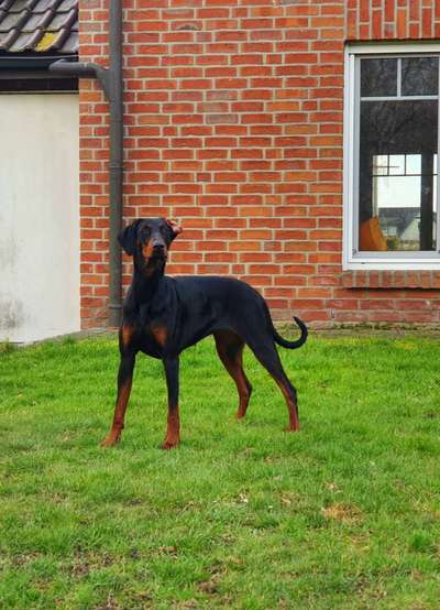 Wo sind hier die Dobermänner-Beitrag-Bild