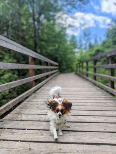 Dogorama Photo Challenge - Brücken-Beitrag-Bild