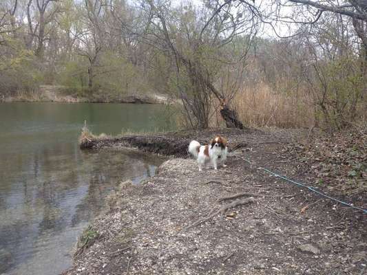 Seltene Rassen!-Beitrag-Bild