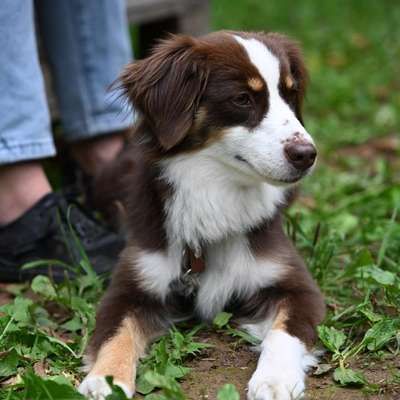 Hundetreffen-Gemeinsames Training & Gassi-Bild