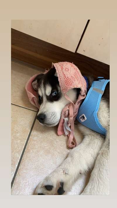 Die Dogorama Wochen Challenge-Beitrag-Bild