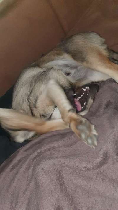 Dogorama Photo Challenge - Zeigt her eure Bäuche-Beitrag-Bild