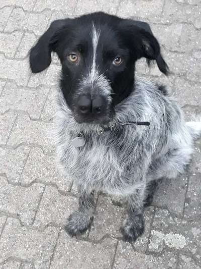 Auslandstierschutz-Beitrag-Bild