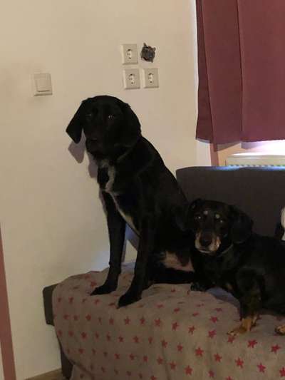 Welche Hunderasse-Beitrag-Bild