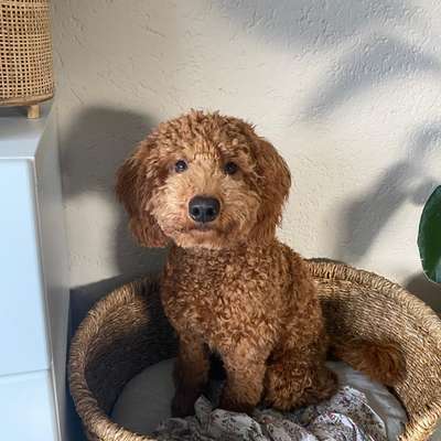 Hundetreffen-Hundefreund:in gesucht-Bild