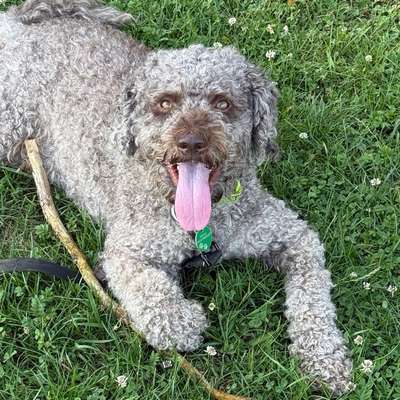 Hundetreffen-Junghundetreffen Panzerwiese-Profilbild
