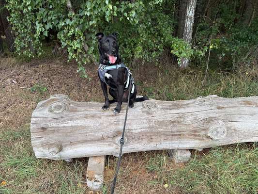 Hundetreffen-Spiel- und Gassitreffen-Bild