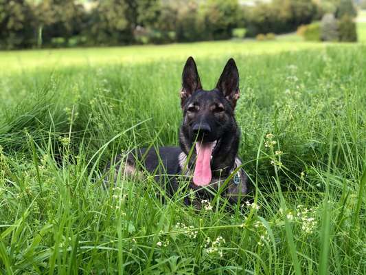 Alles rund um den Schäferhund, diskutieren erwünscht.-Beitrag-Bild