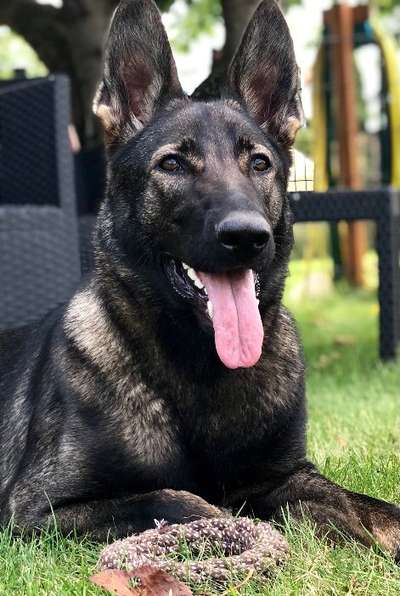 Alles rund um den Schäferhund, diskutieren erwünscht.-Beitrag-Bild