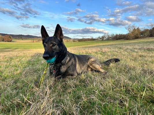 Alles rund um den Schäferhund, diskutieren erwünscht.-Beitrag-Bild