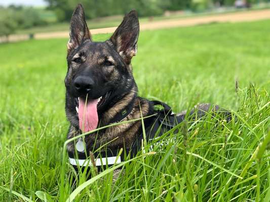 Alles rund um den Schäferhund, diskutieren erwünscht.-Beitrag-Bild