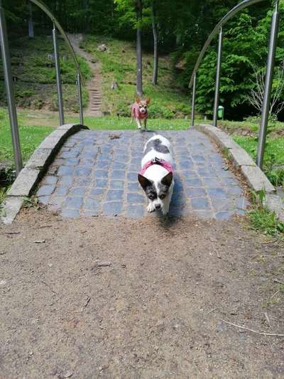 Die Dogorama Kalender Challenge Teil 1/4-Beitrag-Bild