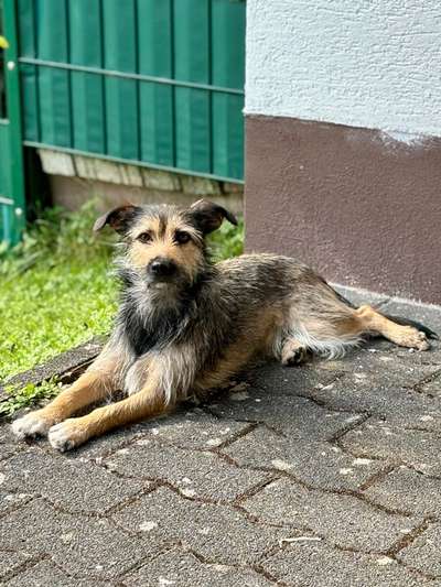 Unsere Fellnasen-Vielfalt im Überblick!-Beitrag-Bild