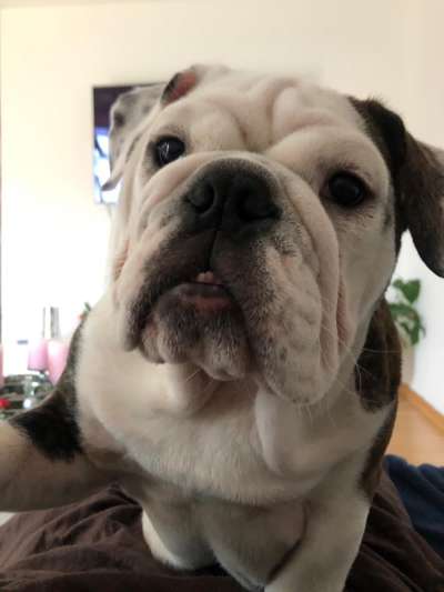 Die Dogorama-Wochen-Challenge "Die schönste Grimasse"-Beitrag-Bild