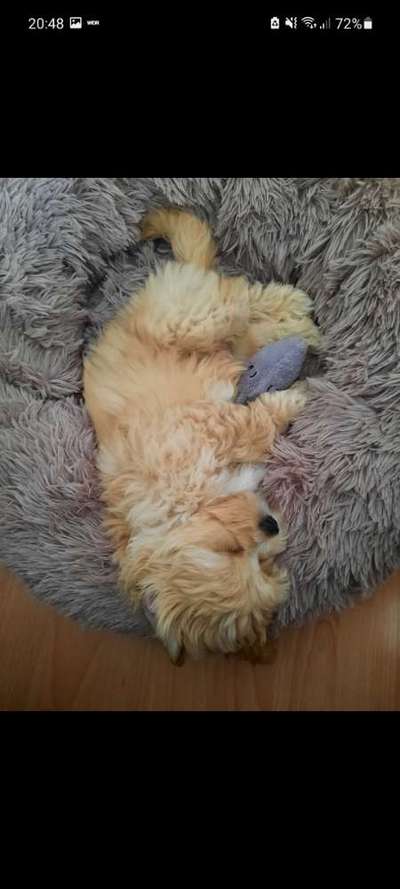 Maltipoo Freunde-Beitrag-Bild