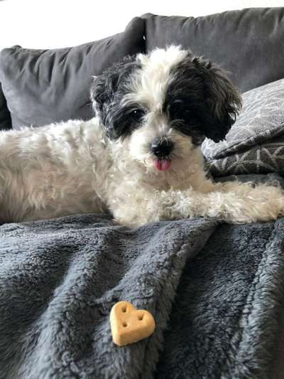 Unsere Fellnasen im Regenbogenland-Beitrag-Bild