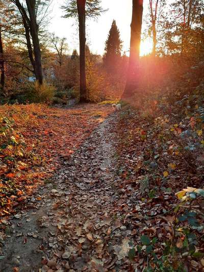 Wald Bild-Beitrag-Bild