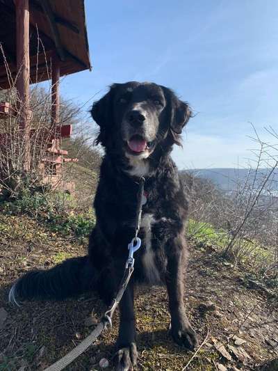 Flat Coated Retriever-Beitrag-Bild