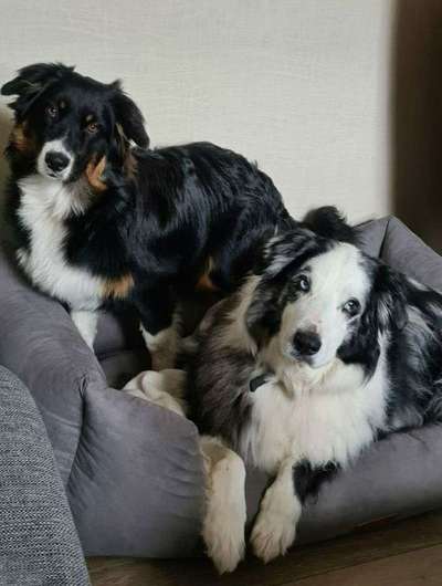 Dein Hund im Dogorama-Kalender 2021-Beitrag-Bild