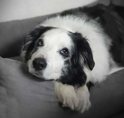 Dein Hund im Dogorama-Kalender 2021-Beitrag-Bild