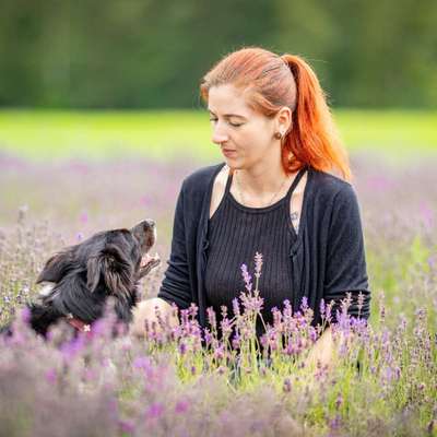 Hundetreffen-Gassirunden