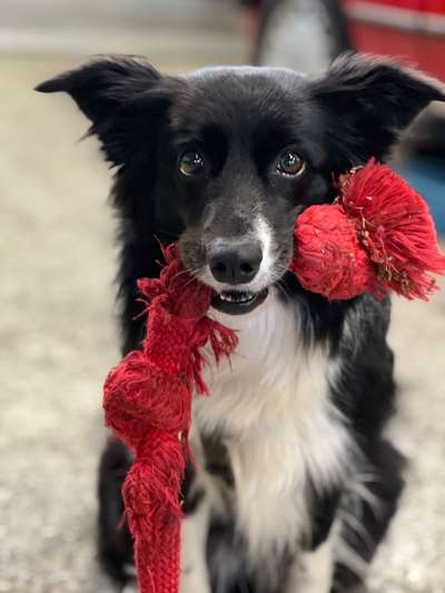 Hundetreffen-Hundetreffen, gassi Runden-Bild