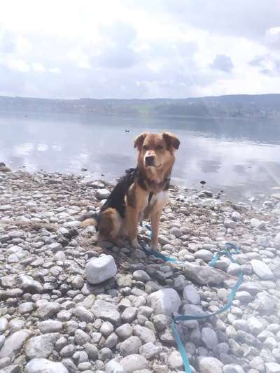 Hundetreffen-Gassi gehen in Konstanz-Bild