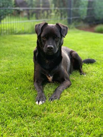 Patterdale Terrier-Beitrag-Bild