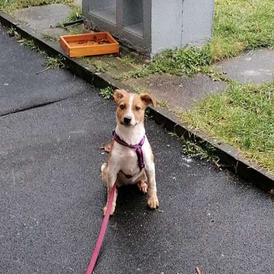 Hundetreffen-Junghunde-Treff in Bolmke/Rombergpark (We: Bittermark od. Sauerland)-Bild