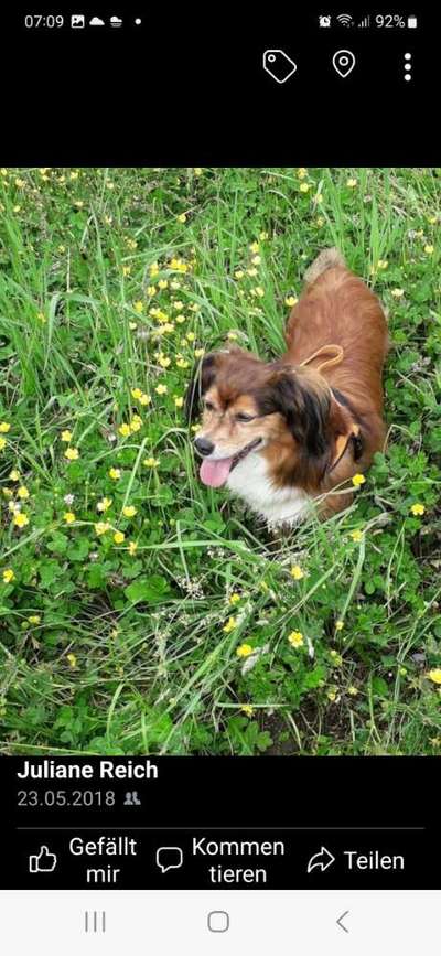 Unsere Fellnasen im Regenbogenland-Beitrag-Bild