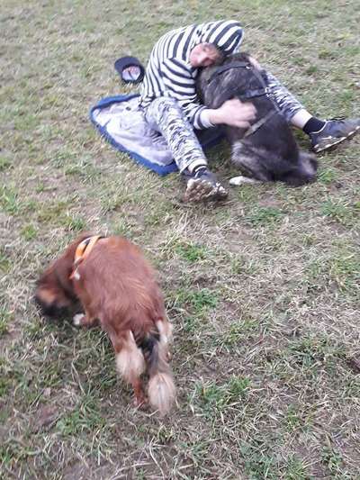 Unsere Fellnasen im Regenbogenland-Beitrag-Bild