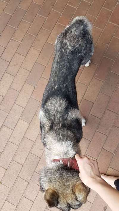 Mein Hund isst oft nicht und ist total dünn 😟 Was machen?-Beitrag-Bild