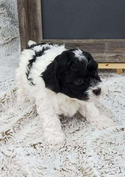 Welpen Bilder !-Beitrag-Bild