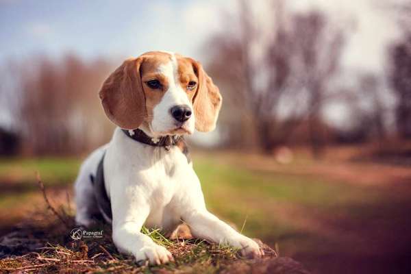 Die Dogorama Monats Challenge "Es grünt und blüht"-Beitrag-Bild