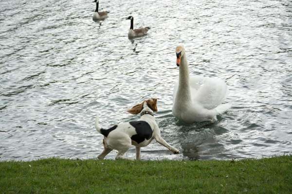 Fotochallenge Nr. 51 "Euer Hund mit anderen Tieren"-Beitrag-Bild
