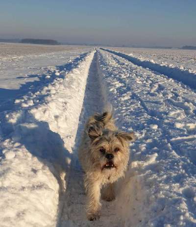 Die Dogorama Kalender Challenge Teil 2/4-Beitrag-Bild