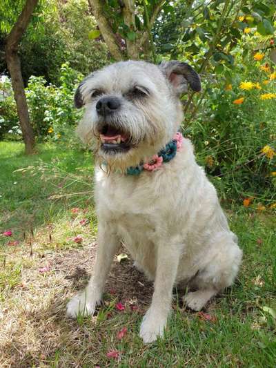 Die Dogorama Kalender Challenge Teil 3/4-Beitrag-Bild