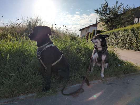 Hundetreffen-Reaktive Hunde Training-Bild