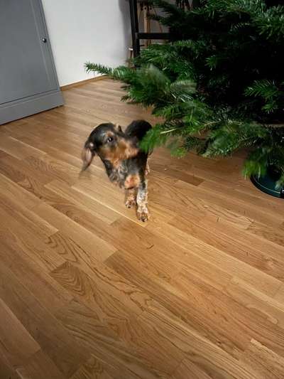 Welchen Hund hast du?-Beitrag-Bild