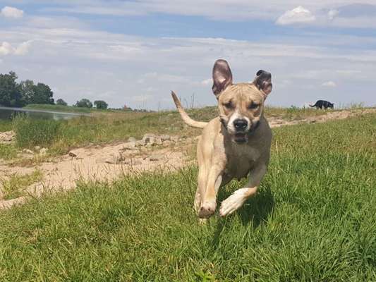 Die Dogorama Kalender Challenge 4/4-Beitrag-Bild