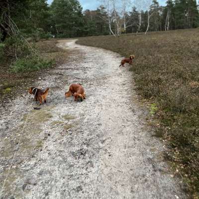 Hundetreffen-Gassirunde-Bild