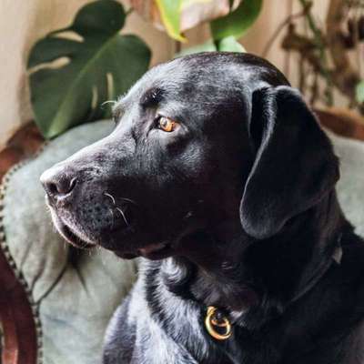 Lustige Bilder-Beitrag-Bild